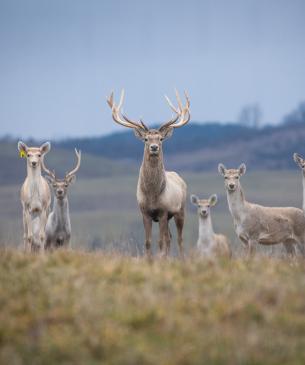 Bactrian deer