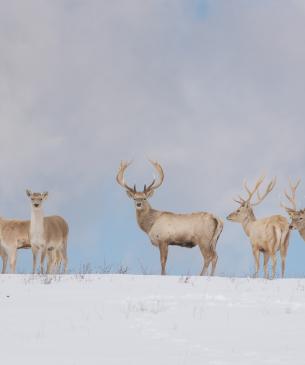 Bactrian deer in the snow