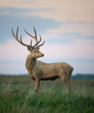 Bactrian deer