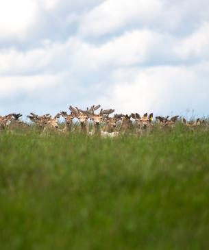 Bactrian deer laying in the tall grass