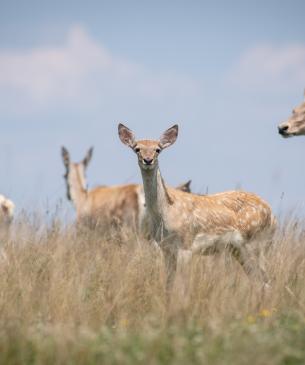 Bactrian deer fawn