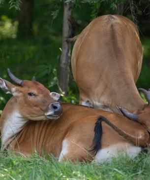 Banteng