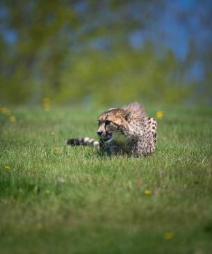 Cheetah