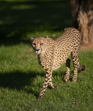 Cheetah