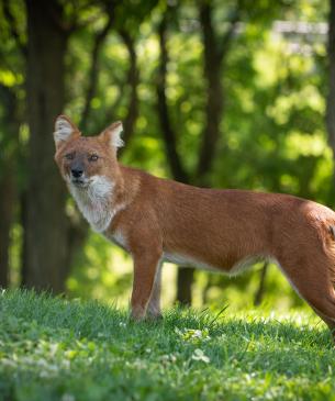 Dhole