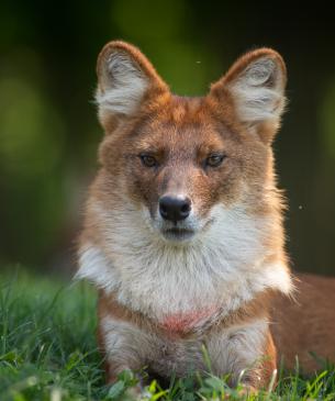 Dhole | The Wilds