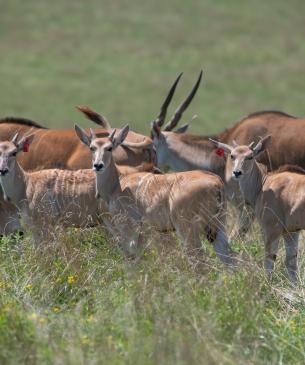 Eland