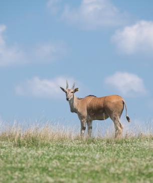 Eland