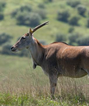 Eland