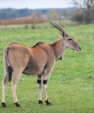 Eland