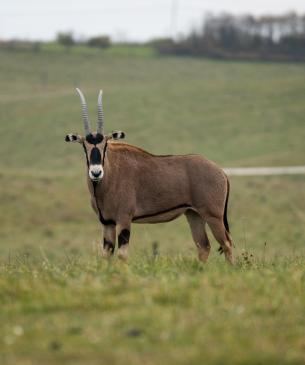 Fringe-Eared Oryx
