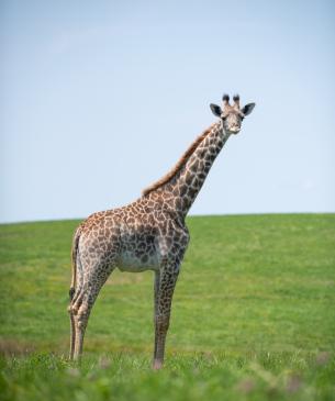 Masai giraffe