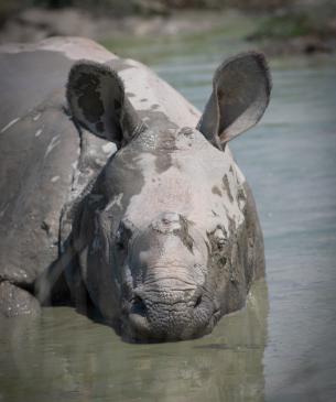 Greater one-horned rhino on the mud