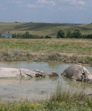Greater one-horned rhinos in a mud hole