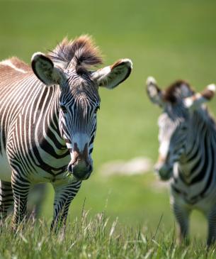 Grevy's zebra