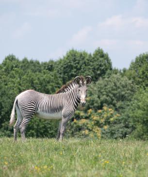 Grevy's zebra