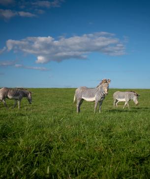 Grevy's zebra