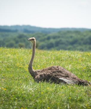 Ostrich