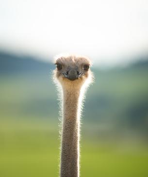 Ostrich