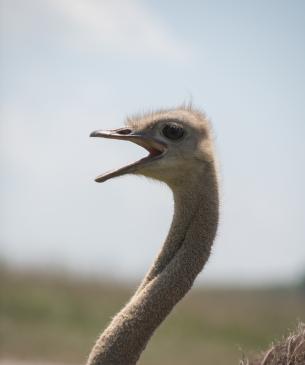 Ostrich