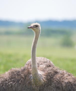 Ostrich