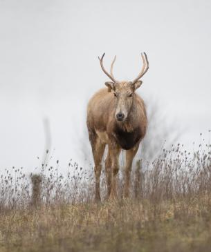 Male Pére David's deer