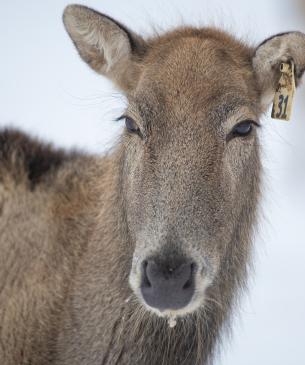 Female Pére David's deer