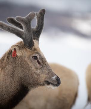 Male Pére David's deer in the snow