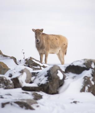 Female Pére David's deer in the snow