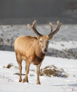 Male Pére David's deer in the snow