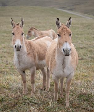 Persian Onager