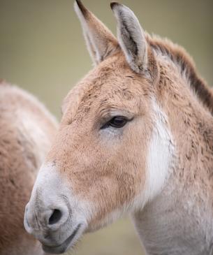 Persian Onager