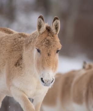 Persian Onager in the snow