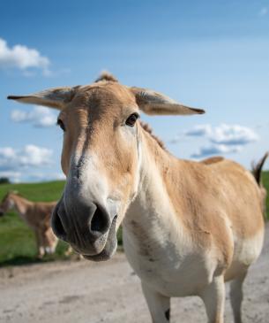 Persian Onager