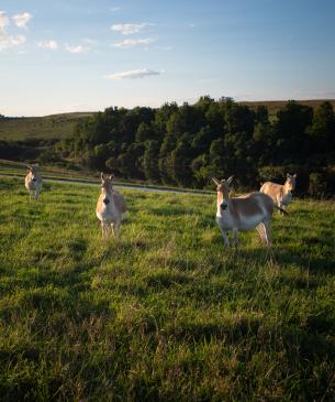 Persian Onager