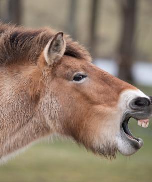Przewalski's wild horse with its mouth open