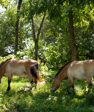 Przewalski’s wild horse