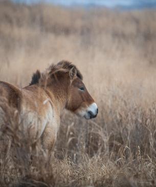 Przewalski’s wild horse