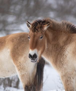 Przewalski’s wild horse in the snow
