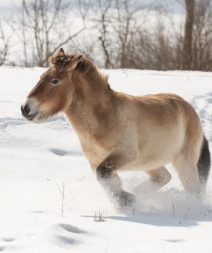 Przewalski’s wild horse running in the snow