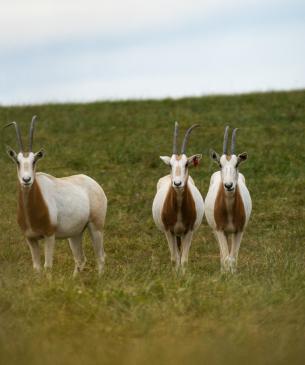 Scimitar-horned Oryx