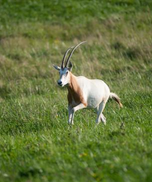 Scimitar-horned Oryx