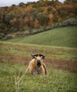 Sichuan takin