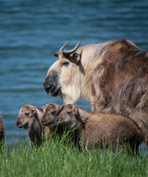 Sichuan takin kids