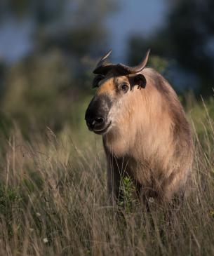 Sichuan takin