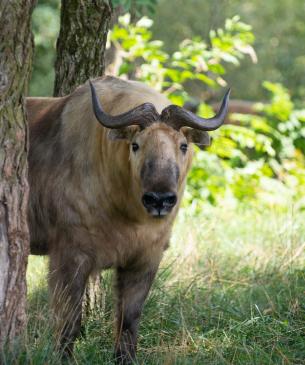 Sichuan takin