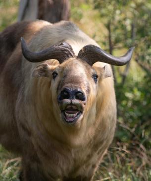 Sichuan takin with its mouth open