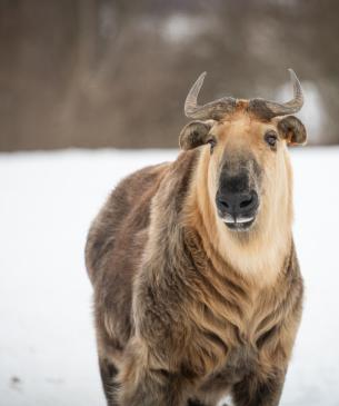 Sichuan takin in the snow