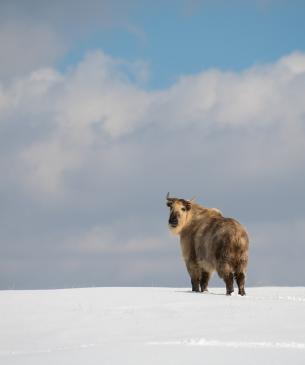 Sichuan takin in the snow