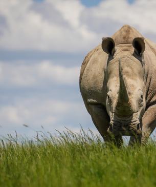 Southern white rhino